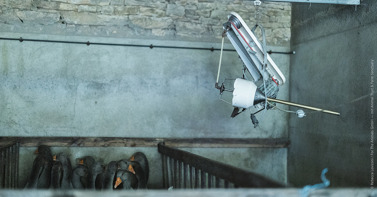 Foto del tubo metallico (embuc) utilizzato per ingozzare gli animali.