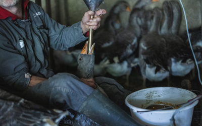 Inchiesta sul foie gras – Il maltrattamento degli animali rimane la regola