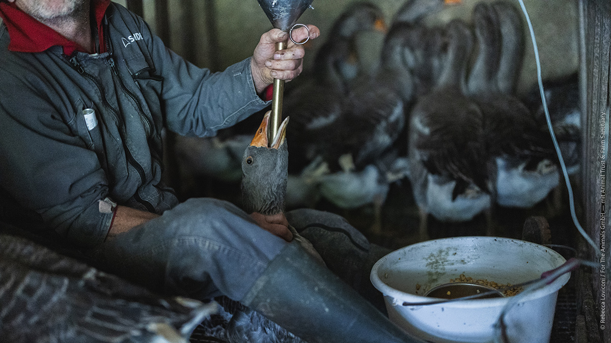 L’embuc viene inserito fino al gozzo (parte dell’esofago) dell’animale per iniettarvi a forza una grande quantità di alimento.