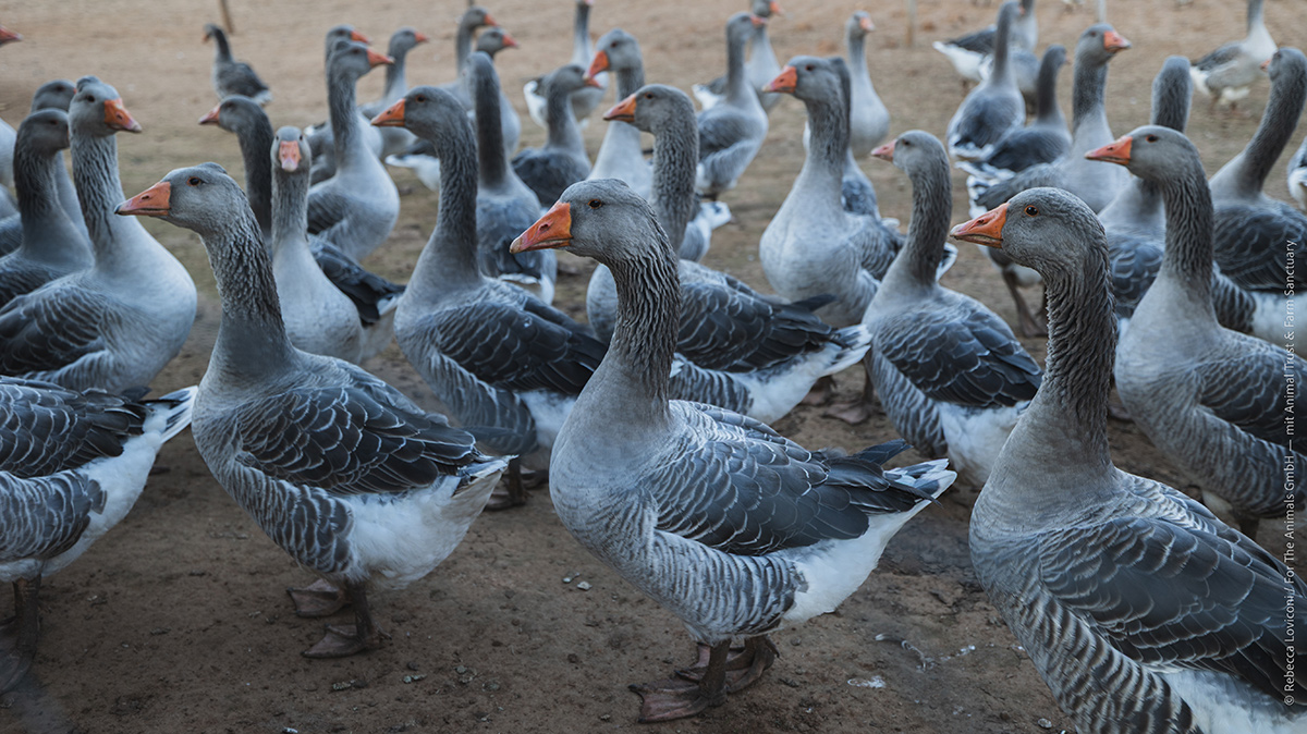 Gli amatori del foie gras citano spesso i «piccoli produttori» di cui affermano di aver visitato la fattoria, o animali che vivrebbero in grandi parchi all’aperto e che verrebbero volentieri a mangiare dalle mani dell’allevatore.