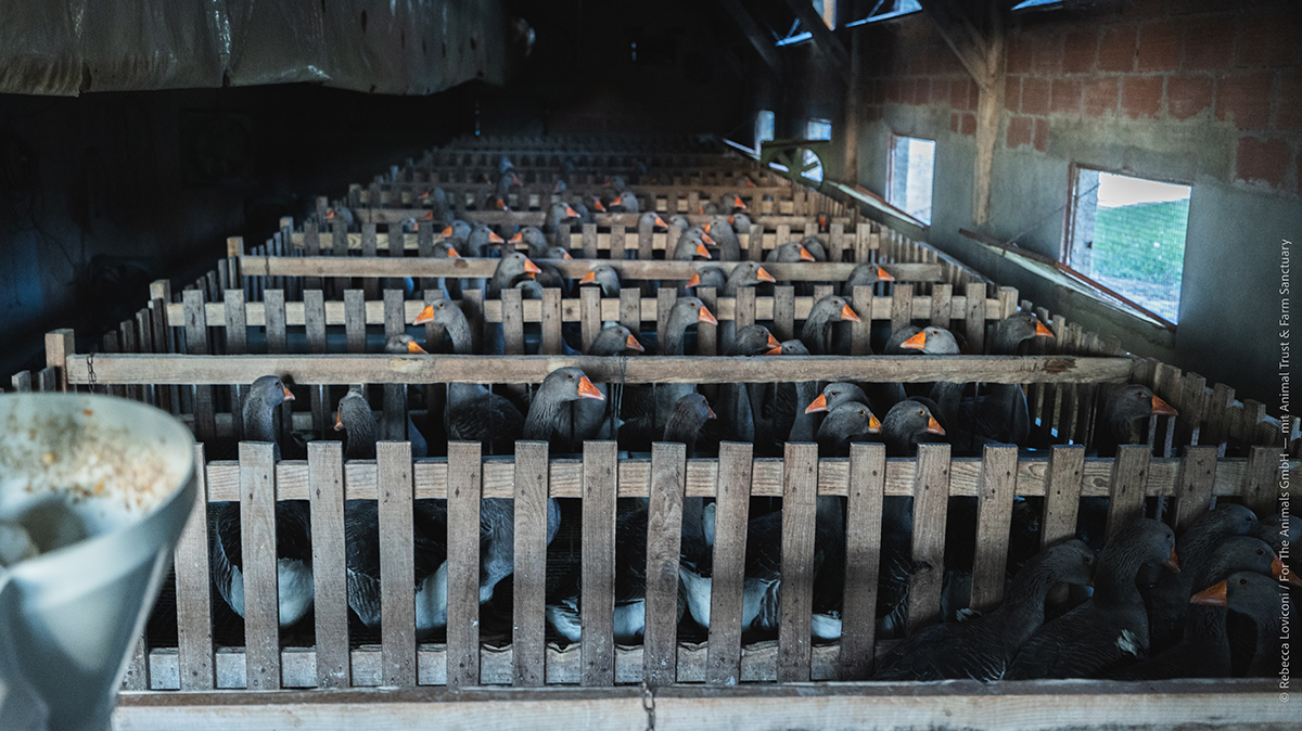 Durante questa fase, gli animali sono sempre confinati per evitare qualsiasi perdita di peso.