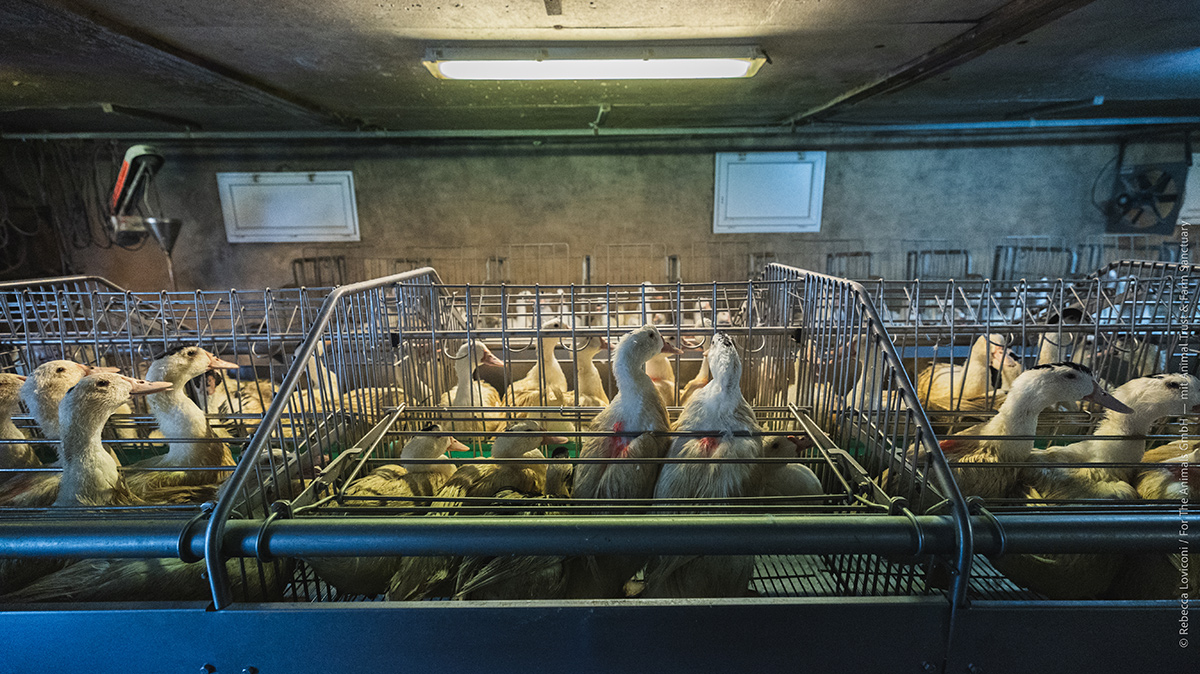 La maggioranza degli animali viene detenuta in piccole gabbie collettive.