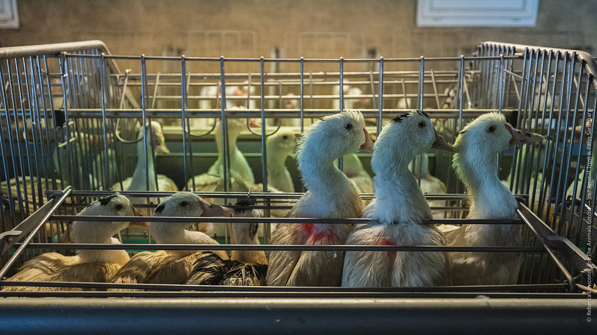 La maggioranza degli animali viene detenuta in piccole gabbie collettive.