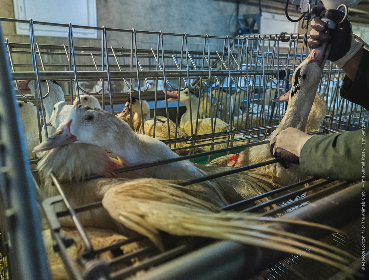 Il funzionamento di un fegato sovraccarico di grasso è compromesso e l’animale fatica a regolare la propria temperatura corporea.