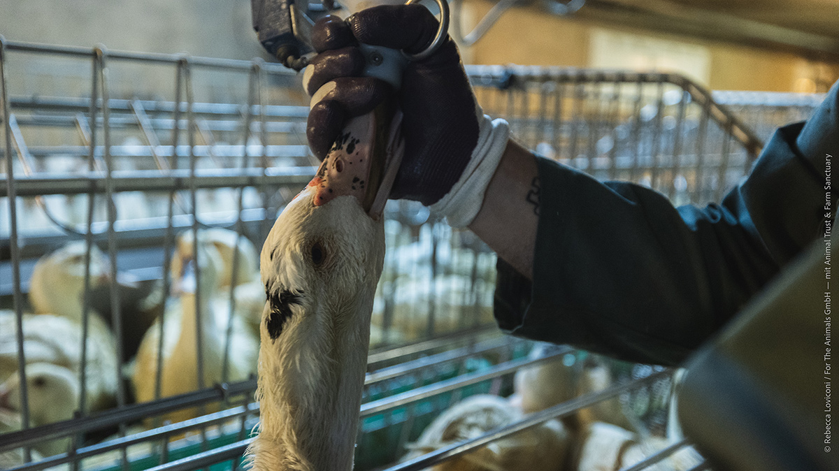 Gli animali lasceranno le strutture di ingozzamento solo per essere macellati.