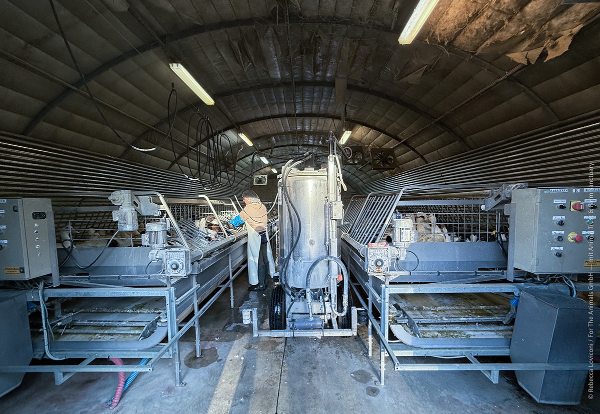 Gli animali lasceranno le strutture di ingozzamento solo per essere macellati.