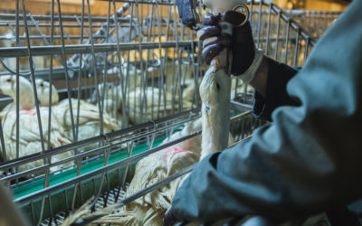 Controprogetto all’iniziativa foie gras: i Cantoni lo respingono e sostengono un divieto di importazione