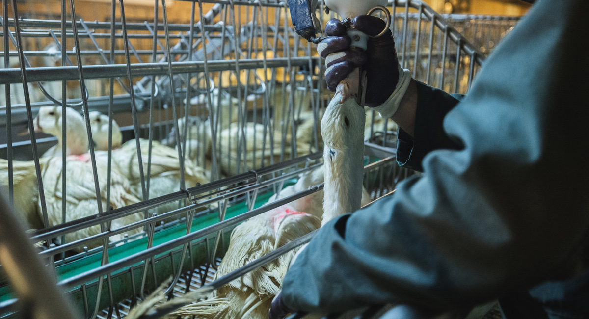 Controprogetto all’iniziativa foie gras: i Cantoni lo respingono e sostengono un divieto di importazione