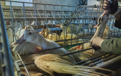 Il Brasile vieterà il foie gras in nome del benessere animale