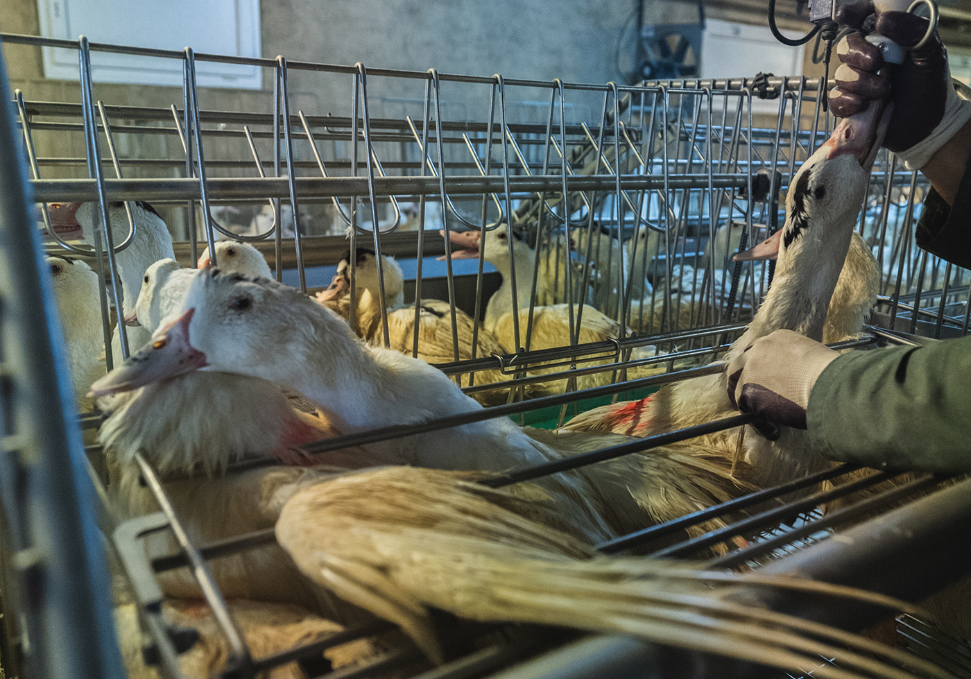 Il Brasile vieterà il foie gras in nome del benessere animale