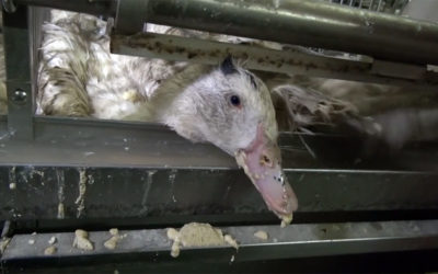 Il Brasile diventa il secondo Paese a vietare il foie gras
