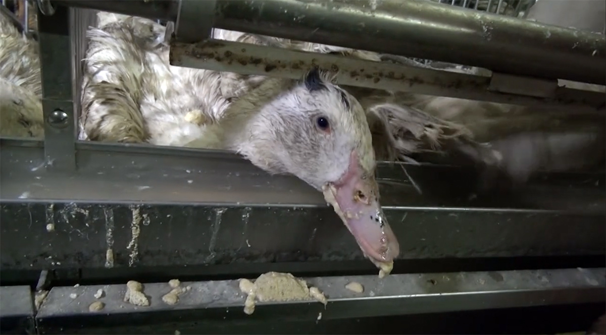 Il Brasile diventa il secondo Paese a vietare il foie gras